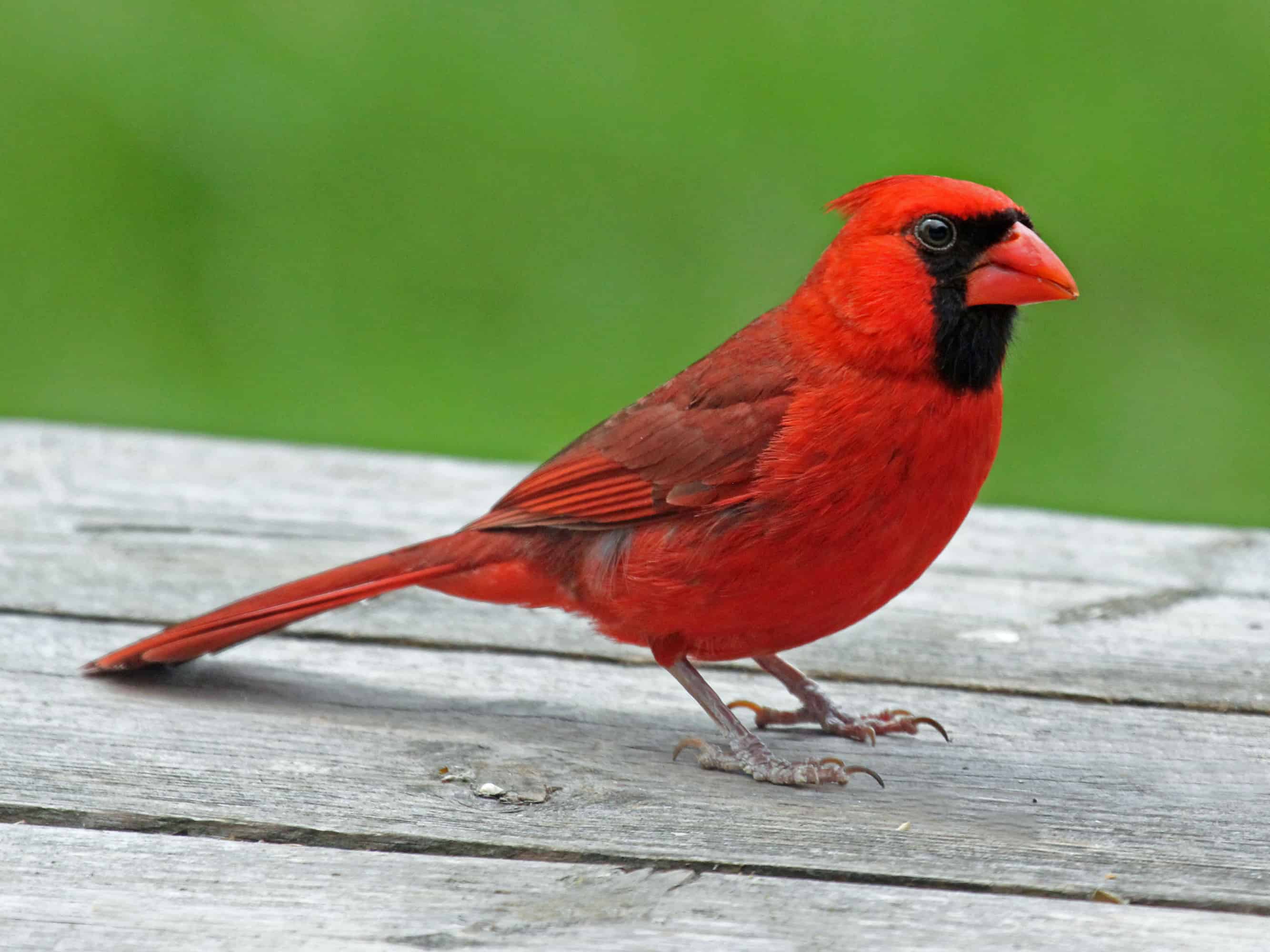 <p>Cardinal</p>