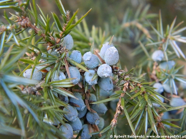 <p>Juniperus communis</p>