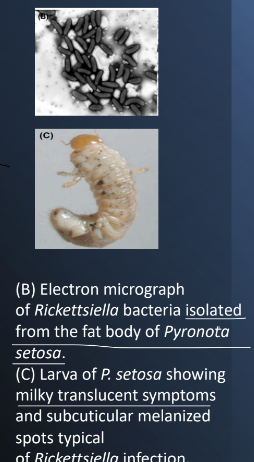 <p><strong>By arthropods such as<em> </em></strong><span style="color: green;"><strong><em>Pyronota setosa</em></strong></span></p><p>Larva of P. setosa showing milky translucent symptoms </p><p>and subcuticular melanized spots typical of <em>Rickettsiella </em>infection</p><p></p>