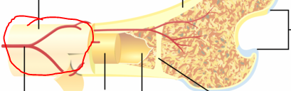 <p>Periosteum </p>