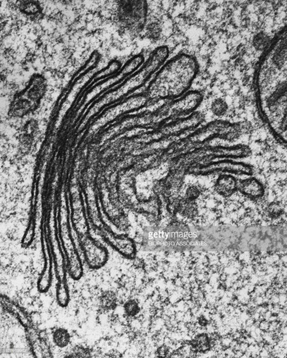 <p>- 3-20 sacs stacked together, looks like saucers</p><p>- usually surrounded by vesicles</p><p>- cis face (smaller) receives proteins/lipids from rough ER</p><p>- trans face (larger) packages them into vesicles for delivery</p><p>- primary function is to package proteins/lipids.</p><p>- found in all eukaryotes</p>
