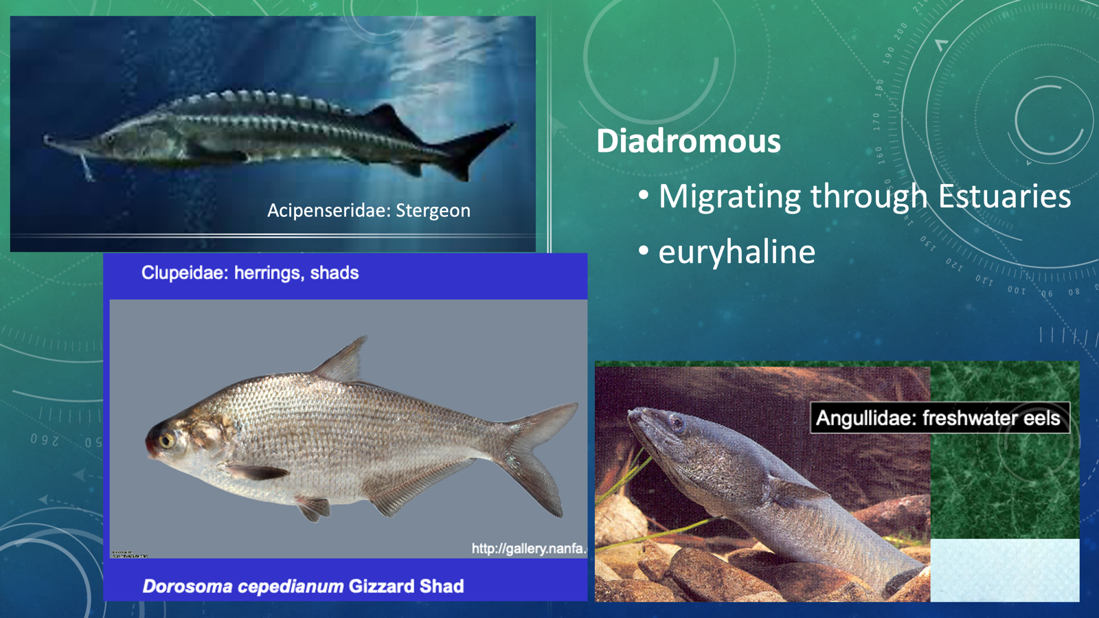 <p>diadromous (migrating through estuaries) </p><p>Fish that migrate between freshwater and saltwater</p><ul><li><p class="p1">euryhaline</p><ul><li><p class="p1"><strong>Anguillidae</strong>: Freshwater eels</p></li><li><p class="p1"><strong>Clupeidae</strong>: herrings, shads</p></li><li><p class="p1"><strong>Aepenseridae</strong>: sturgeon</p></li></ul></li></ul><p></p>