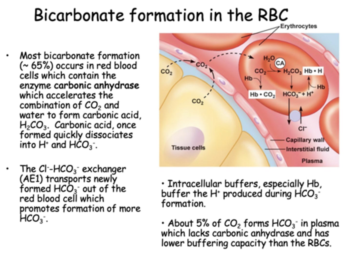 <p>RBCs</p>