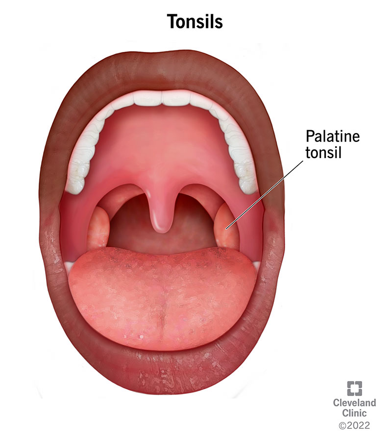 <p>Palatine tonsils.</p>
