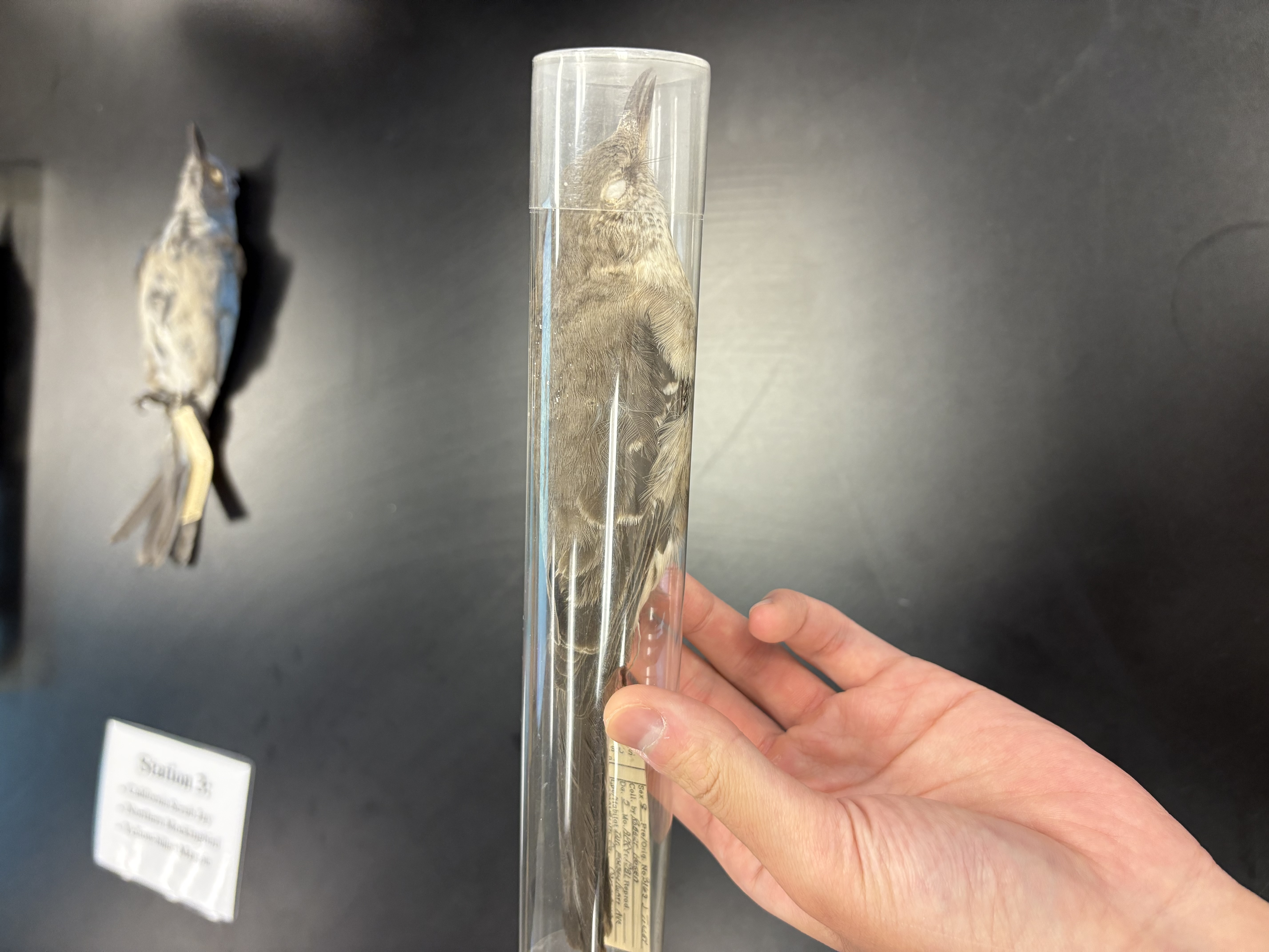 <p>DIET</p><p>- Omnivorous (both plants and animals)</p><p>---------------------------</p><p>BEAK</p><p>- long thin bill</p><p>- slim </p><p>- small downward curve</p><p>---------------------------</p><p>FOOT MORPHOLOGY</p><p>- Anisodactyl</p>