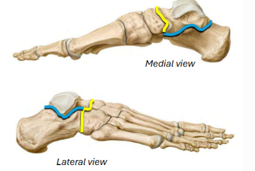 <p><u>Intertarsal Joints</u></p><p>The __ __ joint <em>__&nbsp;</em>in inversion/eversion</p><ul><li><p>Located between talus and navicular + calcaneus and cuboid bones</p></li><li><p>(Yellow)</p></li></ul><p></p>