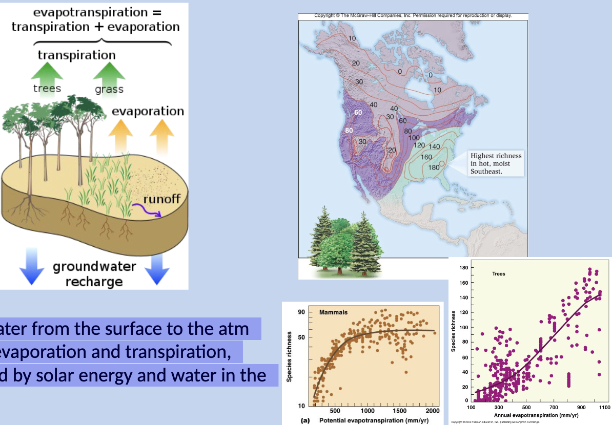 <p>Flux of water from the surface to the atm through evaporation and transpiration,</p><p>Influenced by solar energy and water in the ground</p>