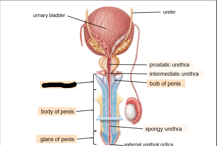 <p>What is this within the Penis?</p>