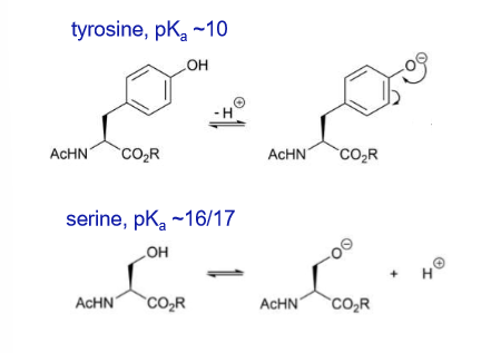 <p>The side chain of tyrosine is also more acidic than the side chain or serine as the anion resulting from deprotonation can be delocalised</p>