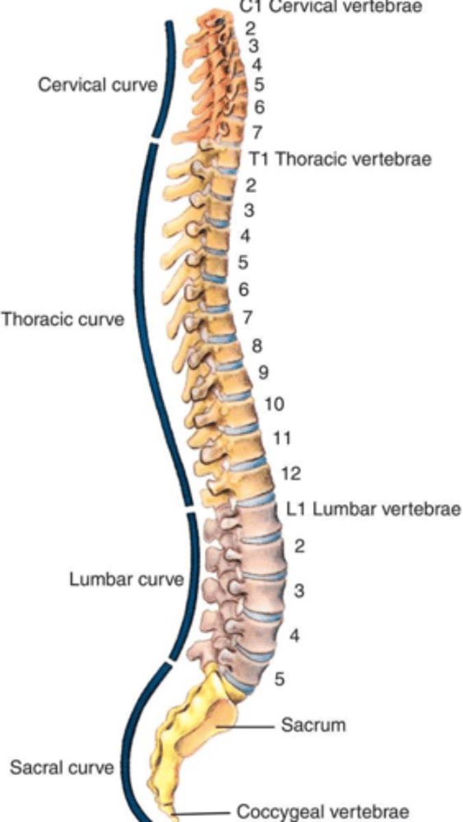 <p>a. 7 cervical</p><p>b. 12 thoracic</p><p>c. 5 lumbar</p><p>d. 5 sacral</p><p>e. 3 to 4 coccygeal</p>