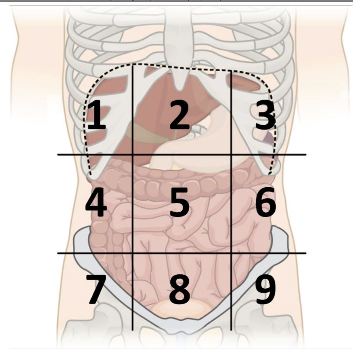 <p>abdominopelvic region 2</p>