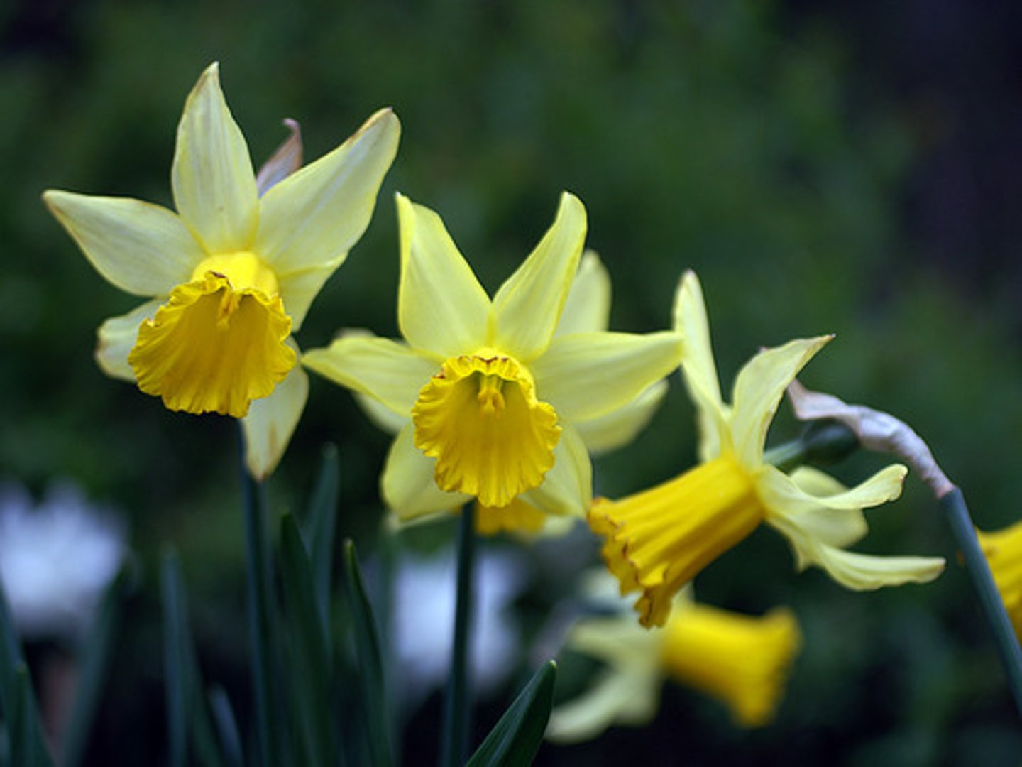 <p>Daffodil</p>