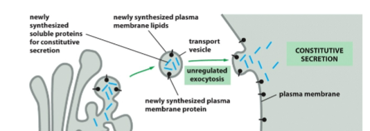 <ul><li><p>occurs in all cells all the time</p><ul><li><p>unregulated</p></li></ul></li><li><p>supplies newly made lipids and proteins to the plasma membrane</p></li><li><p>carries secreted proteins which are released to the outside of cell</p></li></ul><p></p>