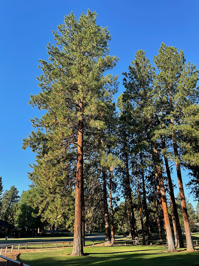 <p>Ponderosa Pine </p>