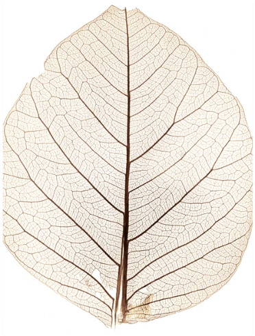 <p>a feature of eudicots; the leaf veins form a lace-like skeleton of veins</p>