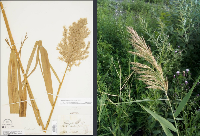 <p>BIG grass, rough leaf margin, nodding inflorescence</p>