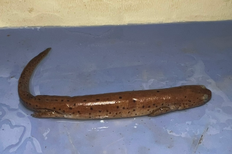 Name this specimen