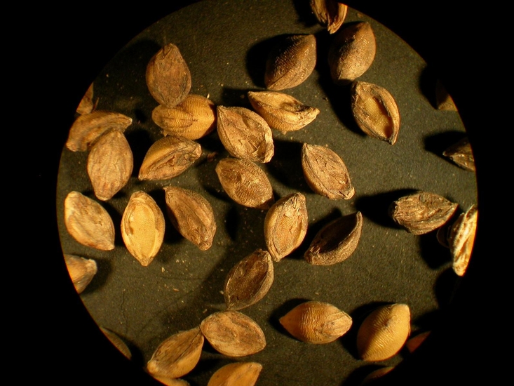 Setaria pumila
