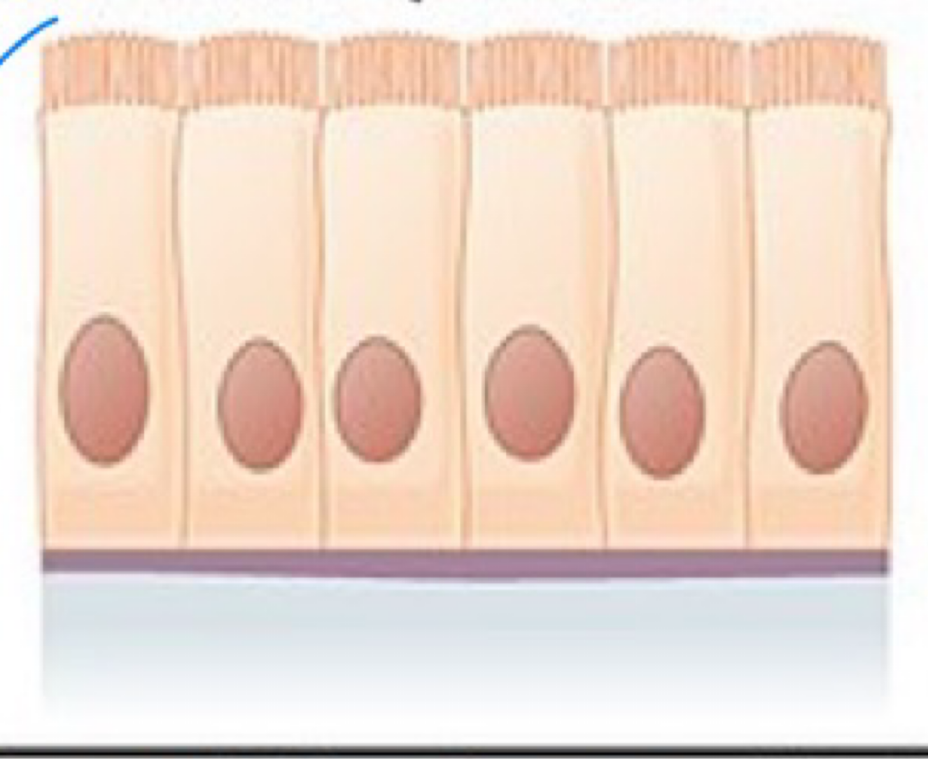 <p><strong>Simple columnar epithelium</strong></p>