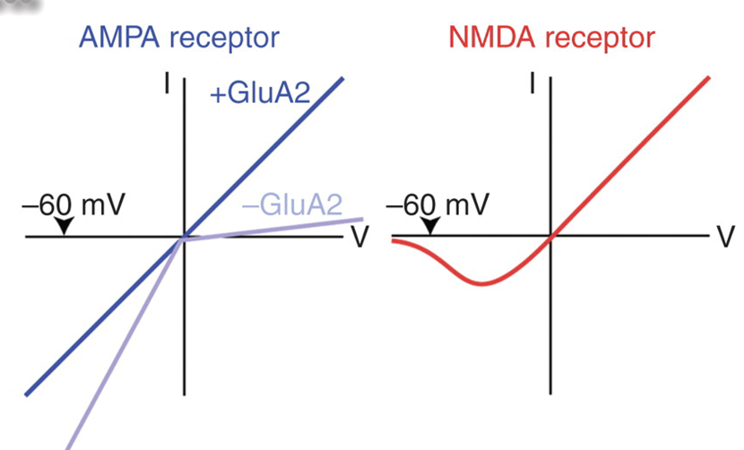 <ul><li><p>AMPA receptors (especially those with GluA2) show a linear I–V curve — current flows inward below 0 mV and outward above 0 mV, reversing at ~0 mV.</p></li><li><p>NMDA receptors show a nonlinear I–V curve due to Mg²⁺ block at hyperpolarized potentials; current increases only when the membrane depolarizes enough to remove the block.</p></li></ul><p></p>