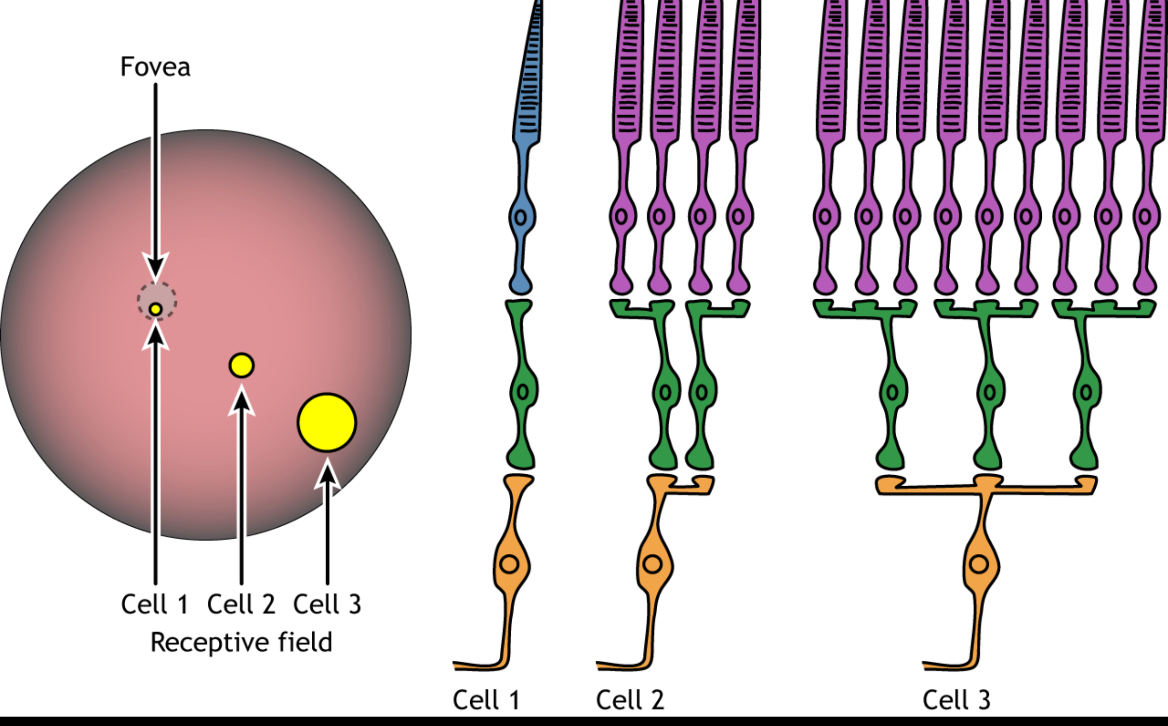 <p></p><p><strong>1. Photoreceptors (rods and cones): where everything starts</strong></p><p>Photoreceptors only control glutamate release.</p><p></p><p>Dark (no light):</p><ul><li><p>Photoreceptor is depolarised</p></li><li><p>Releases a lot of glutamate</p></li></ul><p></p><p>Light:</p><ul><li><p>Photoreceptor is hyperpolarised</p></li><li><p>Releases less glutamate</p></li></ul><p></p><p>Important:</p><ul><li><p>Photoreceptors do not fire action potentials</p></li><li><p>They only signal by changing how much glutamate they release</p></li></ul><p></p><p>Rule to memorise:</p><ul><li><p>Dark → more glutamate</p></li><li><p>Light → less glutamate</p></li></ul><p></p><p></p><p><strong>2. Bipolar cells: why ON and OFF pathways exist</strong></p><p>Bipolar cells do not detect light.</p><p>They read glutamate, and they differ because they express different glutamate receptors.</p><p></p><p>This is the only reason ON and OFF pathways exist.</p><p></p><p><strong>ON bipolar cells — inhibitory glutamate receptor</strong></p><p>Receptor:</p><ul><li><p>mGluR6 (metabotropic, inhibitory)</p></li></ul><p></p><p>Dark:</p><ul><li><p>Lots of glutamate released</p></li><li><p>Glutamate activates mGluR6</p></li><li><p>Intracellular pathway closes cation channels</p></li><li><p>ON bipolar cell hyperpolarised</p></li><li><p>ON bipolar cell OFF</p></li></ul><p></p><p>Light:</p><ul><li><p>Less glutamate released</p></li><li><p>mGluR6 not activated</p></li><li><p>Cation channels open</p></li><li><p>ON bipolar cell depolarised</p></li><li><p>ON bipolar cell ON</p></li></ul><p></p><p></p><p>Meaning:</p><ul><li><p>ON bipolar cells respond when light increases</p></li></ul><p></p><p></p><p><strong>OFF bipolar cells — excitatory glutamate receptor</strong></p><p>Receptors:</p><ul><li><p>AMPA / kainate (ionotropic, excitatory)</p></li></ul><p></p><p>Dark:</p><ul><li><p>Lots of glutamate released</p></li><li><p>Glutamate activates AMPA/kainate receptors</p></li><li><p>Cation channels open</p></li><li><p>OFF bipolar cell depolarised</p></li><li><p>OFF bipolar cell ON</p></li></ul><p></p><p>Light:</p><ul><li><p>Less glutamate released</p></li><li><p>Fewer receptors activated</p></li><li><p>Cation channels close</p></li><li><p>OFF bipolar cell hyperpolarised</p></li><li><p>OFF bipolar cell OFF</p></li></ul><p></p><p>Meaning:</p><ul><li><p>OFF bipolar cells respond when light decreases</p></li></ul><p></p><p>Important clarification:</p><ul><li><p>ON and OFF bipolar cells are always present together</p></li><li><p>Light does not switch cells on or off</p></li><li><p>Light only changes their activity level</p></li></ul><p></p><p><strong>3. Ganglion cells: the output of the retina</strong></p><ul><li><p>Ganglion cells receive input from bipolar cells</p></li><li><p>They fire action potentials</p></li><li><p>Their axons form the optic nerve</p></li></ul><p></p><p>This is the first place spikes occur.</p><p>ON-centre ganglion cell</p><ul><li><p>Light in centre → firing rate increases</p></li></ul><p></p><p>OFF-centre ganglion cell</p><ul><li><p>Light in centre → firing rate decreases</p></li></ul><p></p><p>Important definition:</p><ul><li><p>Firing rate = action potentials in the optic nerve</p></li><li><p>It is not glutamate release</p></li></ul><p></p><p>The firing pattern is generated at the ganglion cell and then carried unchanged through:</p><ul><li><p>optic nerve</p></li><li><p>optic chiasm</p></li><li><p>optic tract</p></li></ul><p></p><p></p><p><strong>4. Horizontal cells: why the surround matters</strong></p><ul><li><p>Horizontal cells connect sideways between neighbouring photoreceptors</p></li><li><p>They provide lateral inhibition</p></li><li><p>They do not send signals to the brain</p></li></ul><p></p><p>Inhibition here means:</p><ul><li><p>Reducing the strength of the centre signal</p></li><li><p>Not shutting it off</p></li><li><p>Not killing the cell</p></li></ul><p></p><p>Their job:</p><ul><li><p>Allow photoreceptors in the surround to suppress the centre pathway</p></li></ul><p></p><p></p><p><strong>5. Centre–surround organisation</strong></p><p>A ganglion cell does not judge the centre alone.</p><p></p><p>It compares:</p><ul><li><p>a centre group of photoreceptors</p></li><li><p>a surround group of photoreceptors</p></li></ul><p></p><p>Horizontal cells make the surround act opposite to the centre.</p><p></p><p>So:</p><ul><li><p>Centre brighter than surround<br>→ centre signal dominates<br>→ ganglion cell fires strongly</p></li><li><p>Centre and surround equally bright<br>→ surround inhibition cancels centre<br>→ ganglion cell fires weakly</p></li><li><p>Surround brighter than centre<br>→ opposite response</p></li></ul><p></p><p>Key rule:</p><ul><li><p>Ganglion cells fire strongly when the centre is different from the surround, not simply when the centre is bright.</p></li></ul><p>This is how edges and contrast are detected.</p><p></p><p></p><p><strong>6. Receptive field</strong></p><p>A receptive field is:</p><p>A small patch of photoreceptors whose activity influences ONE ganglion cell</p><p></p><p>It is:</p><ul><li><p>Not the whole retina</p></li><li><p>Not the whole visual world</p></li><li><p>A local group of rods/cones</p></li></ul><p></p><p>Size depends on location:</p><ul><li><p>Peripheral retina → large receptive fields (high convergence)</p></li><li><p>Fovea → tiny receptive fields (little or no convergence)</p></li></ul><p></p>