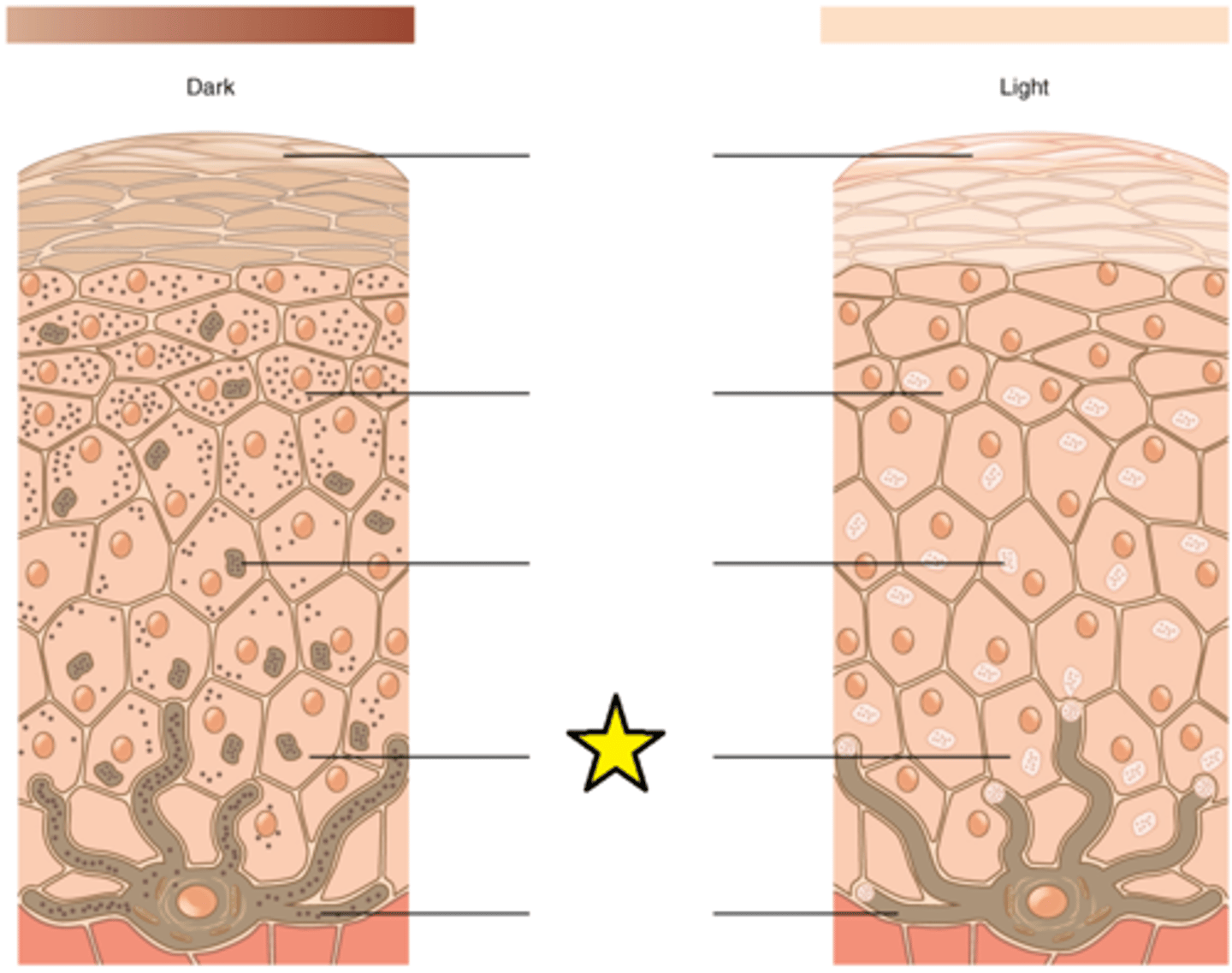 <p>Closest to the melanocyte; Exposure to the UV rays of the sun or a tanning salon causes melanin to be manufactured and built up in in this cell; As sun exposure stimulates these cells to secrete chemicals that stimulate melanocytes; The accumulation of melanin in in these cells results in the darkening of the skin, or a tan.</p>