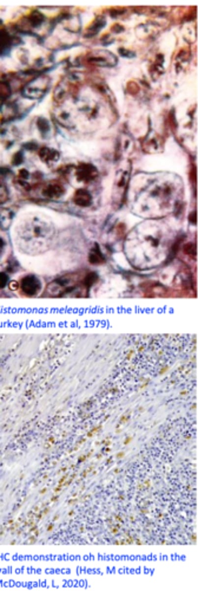 <p>I. Clinical signs &amp; history/Gross appearance of the lesions</p><p>II. Confirmation</p><p>- Identification of the histomonads in the caecal fluids or</p><p>mucosal scrapings</p><p>- Cultivation</p><p>- Histopathology, inc</p><p>- PCR</p>