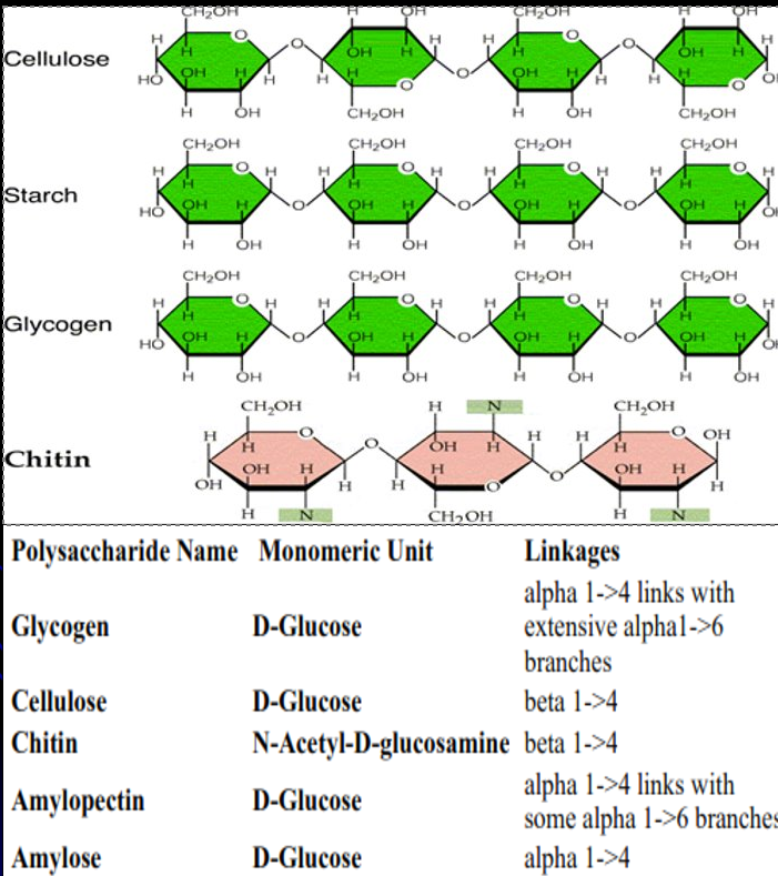 <ul><li><p>Polysaccharides</p><ul><li><p>Long chains of linked sugar molecules</p><ul><li><p>Eg. Glycogen, amylose, amlyopectin, cellulose</p></li></ul></li></ul></li></ul><p></p>