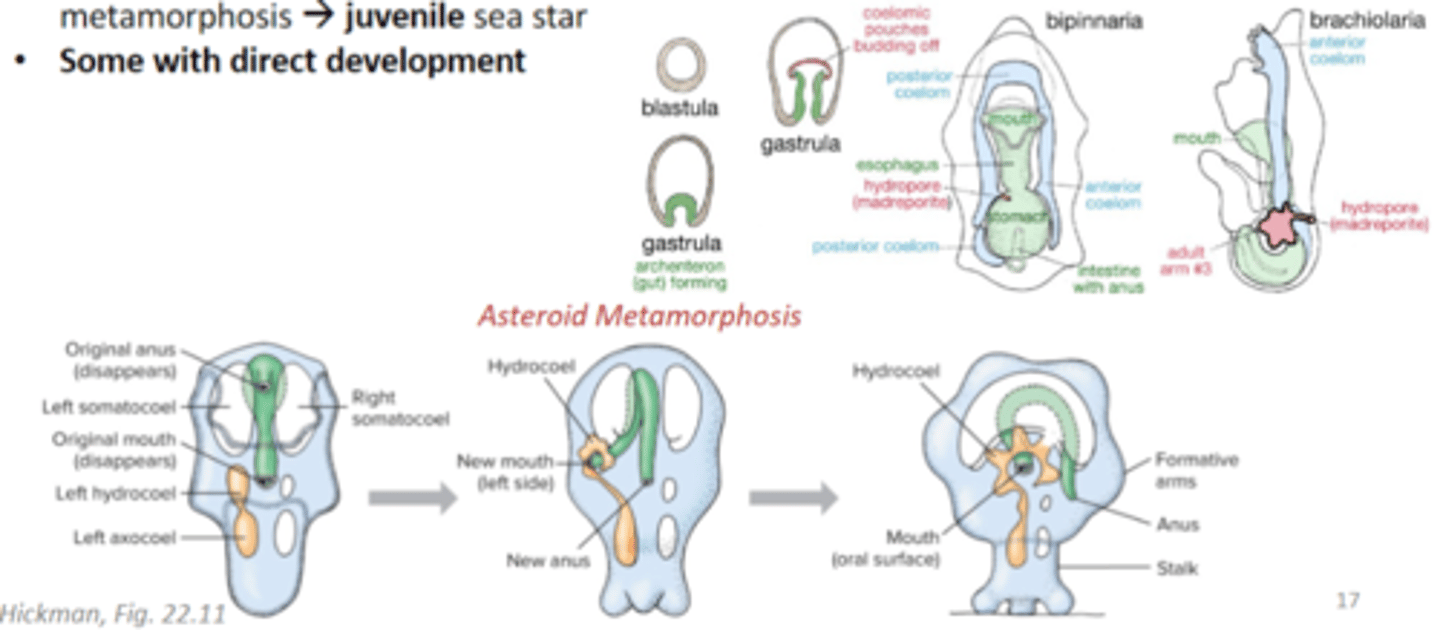 <p>bipinnaria larva --&gt; brachiolaria larva --&gt; metamorphosis --&gt; juvenile sea star</p>