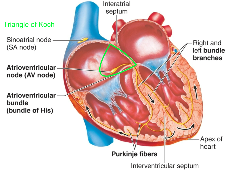 
1. Electrical signals in the heart are generated and propagated NOT by nerves

   
   1. Done by autorhythmic pacemaker cells 