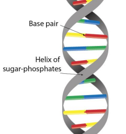 <p>Double stranded with deoxyribose sugar.</p>