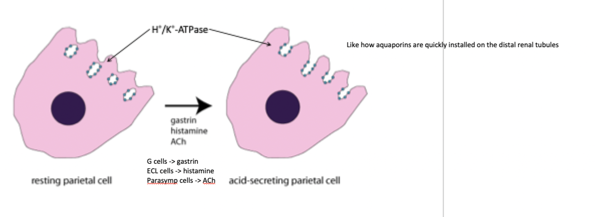 <p>when parietal cells come into contact w histamine, ACh, or gastrin, they bring their proton pumps to the surface and start secreting H+ into lumen of stomach and bicarb into blood (like AQP secretion)</p><p></p><p>as H+ is secreted from the apical side of the parietal cell via proton pump, bicarb (from CO2 and OH- is absorbed into the blood (called the alkaline tide - can be measured after a meal)</p><p>note: review from 6A</p>