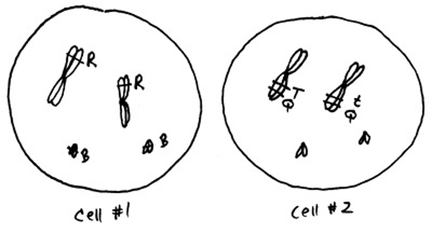 <p>Cell #1 is homozygous for genes R and B, and cell #2 is homozygous for gene Q but heterozygous for gene T.</p><p>true or false</p>