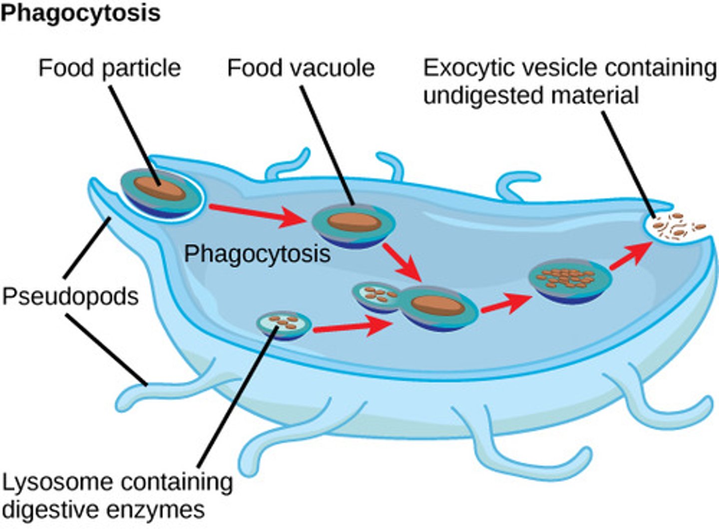 <p>-Malaria</p><p>(image not completely accurate. Outline is similar)</p>