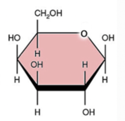 <ul><li><p>6 carbon </p></li><li><p>12 hydrogen</p></li><li><p>6 oxygen</p></li></ul>