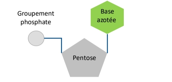 <p>Polymère de nucléotides = Base azotée + Pentose + Phosphate<br>Support info génétique</p>