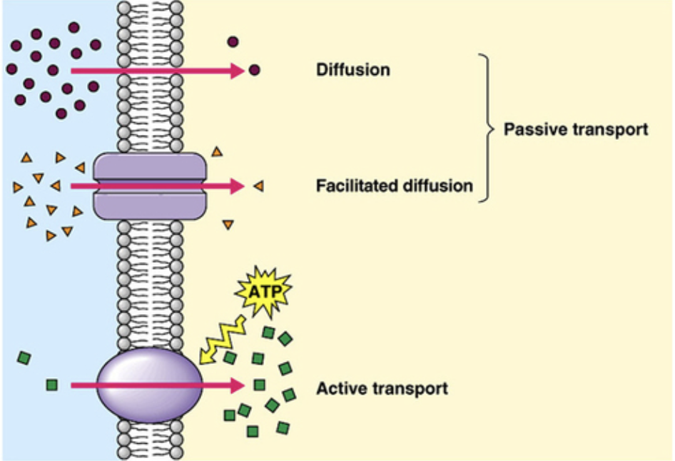 <ul><li><p>passive transport</p></li><li><p>no additional energy required</p></li><li><p>Small, nonpolar (hydrophobic) molecules</p></li></ul><p></p>