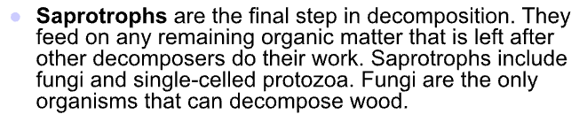 <p>-3rd level of decomposers</p><p>-decompose dead decaying matter into soil nutrients</p><p>-fungi, protozoans</p>