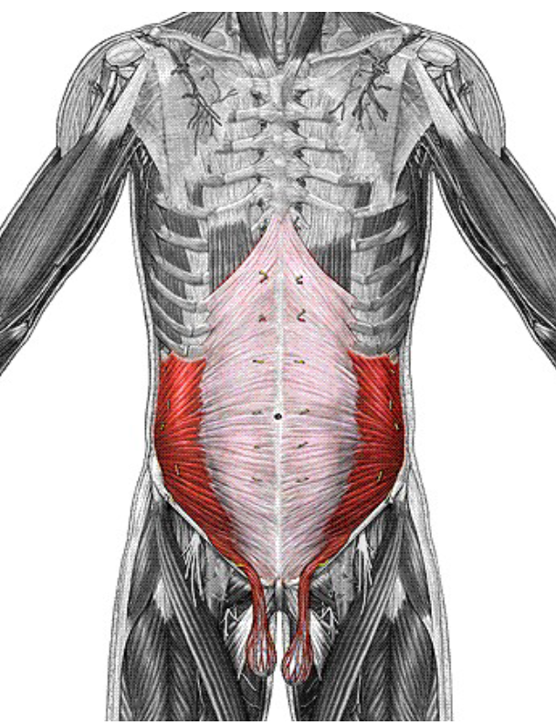 <p>Origin: lumbar fascia, iliac crest, inguinal ligament Insertion: linea alba Action: as for external oblique</p>