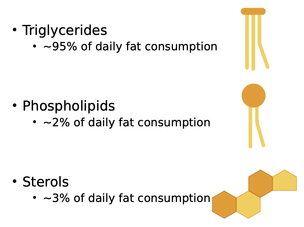 <p>The three dietary lipids are <strong>Triglycerides, Phospholipids and Sterols. </strong></p>