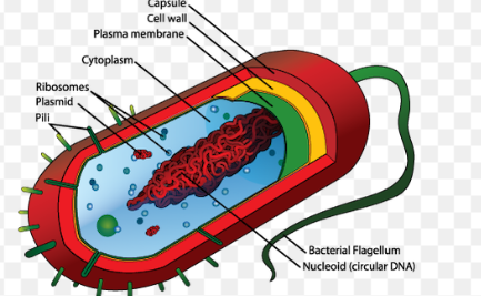 <p>Biomolecules:</p><ul><li><p>nucleic acids = irregularly shaped region</p></li><li><p>only prokaryotic cells</p></li></ul><p>Function:</p><ul><li><p>stores all or most of the genetic material for cell </p></li></ul><p></p>