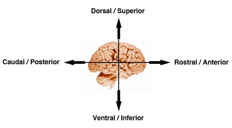 dorsal (top), ventral (bottom), caudal (back), rostral (front)