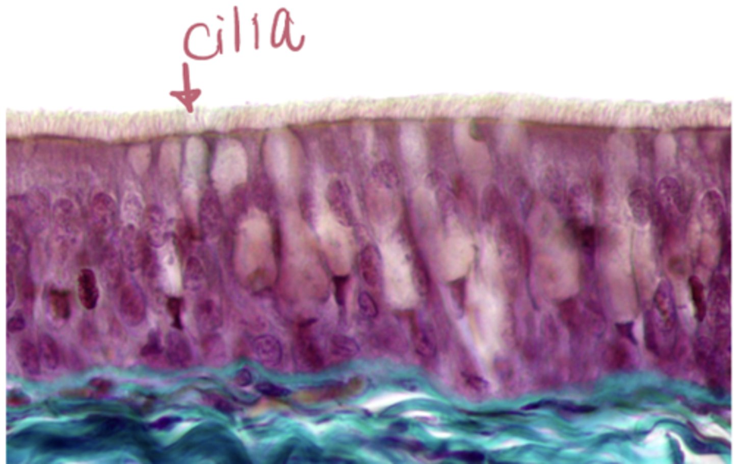 <p>what type of epithelium is shown</p>