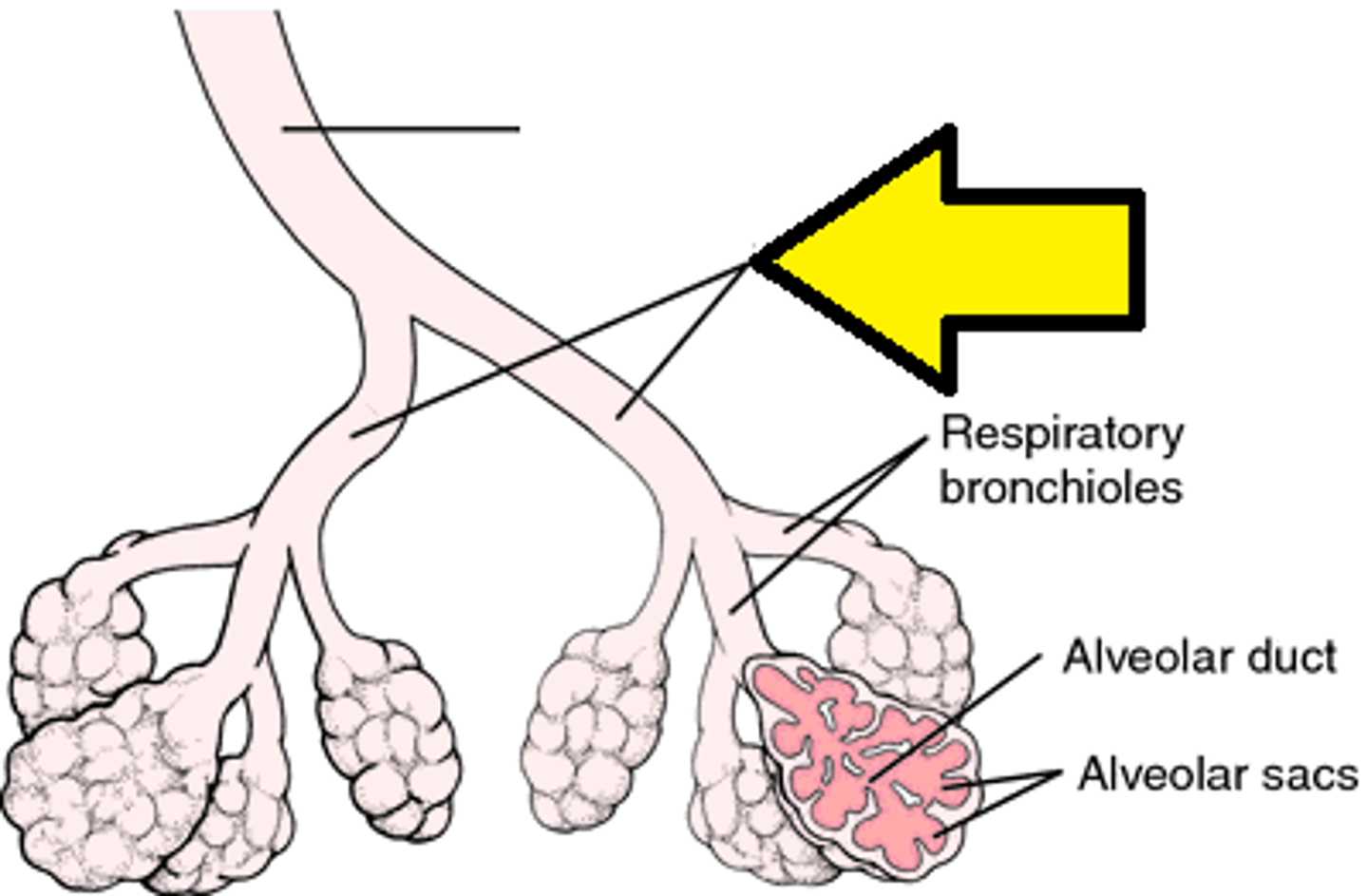 <p>Alveoli</p>