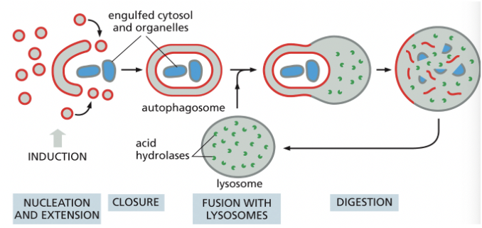 <p>degrades unwanted proteins & organelles</p><ul><li><p>a family of cargo-specific receptors mediates selective autophagy (ex. Ubiquitin)</p></li></ul><p></p>