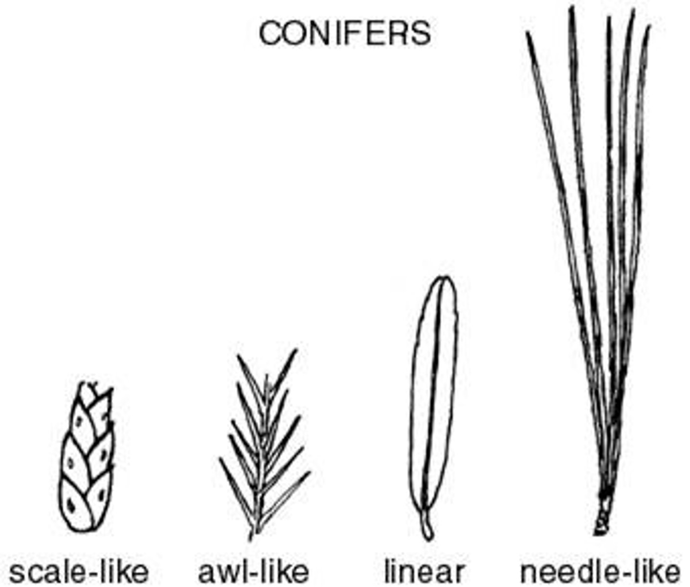 <p>broadleaf, needle-like, scale-like, and awl-like</p>