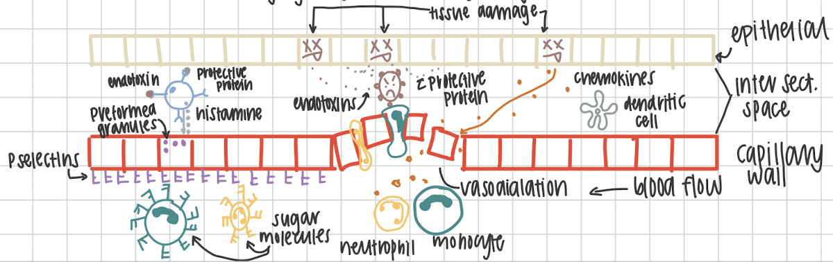 <p>Occurs when there is tissue damage or via a pathogen. Can result in itching, swelling, fever/heat, redness and pain. It can be acute or chronic </p>