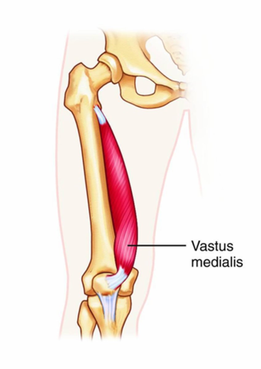 <p>common quad tendon into patella then to tibial tuberosity via patellar tendon/ligament</p>