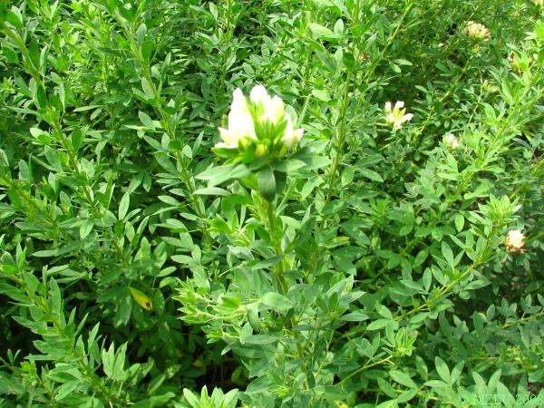 <p><span>čilimník bílý</span></p>