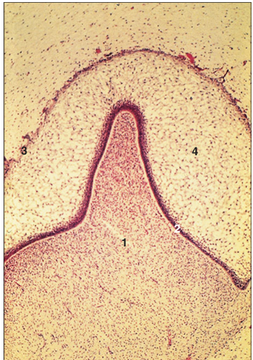 <p>Identify the structure:</p><p>Specie:</p><p>Parts:</p><p>1.__ 2.__ 3.__ 4.__</p><p>Stain used:</p>